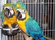 Papagaios lindos e falantes para macaw