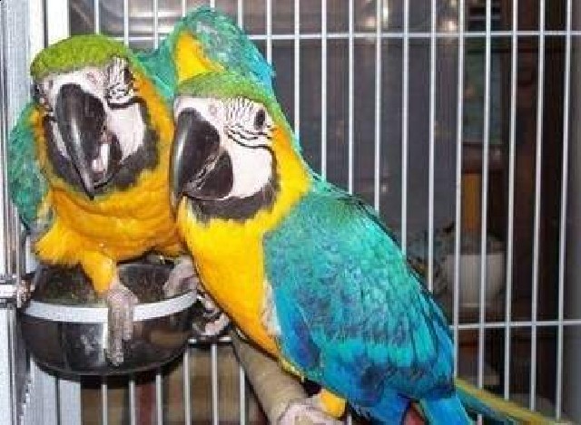 Foto 1 - Papagaios lindos e falantes para macaw