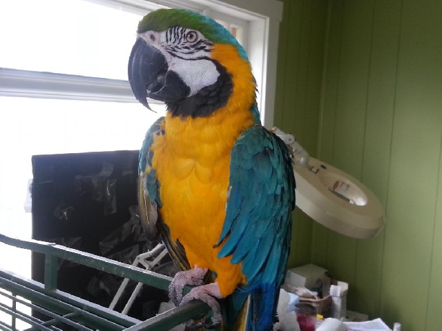 Foto 2 - Papagaios lindos e falantes para macaw